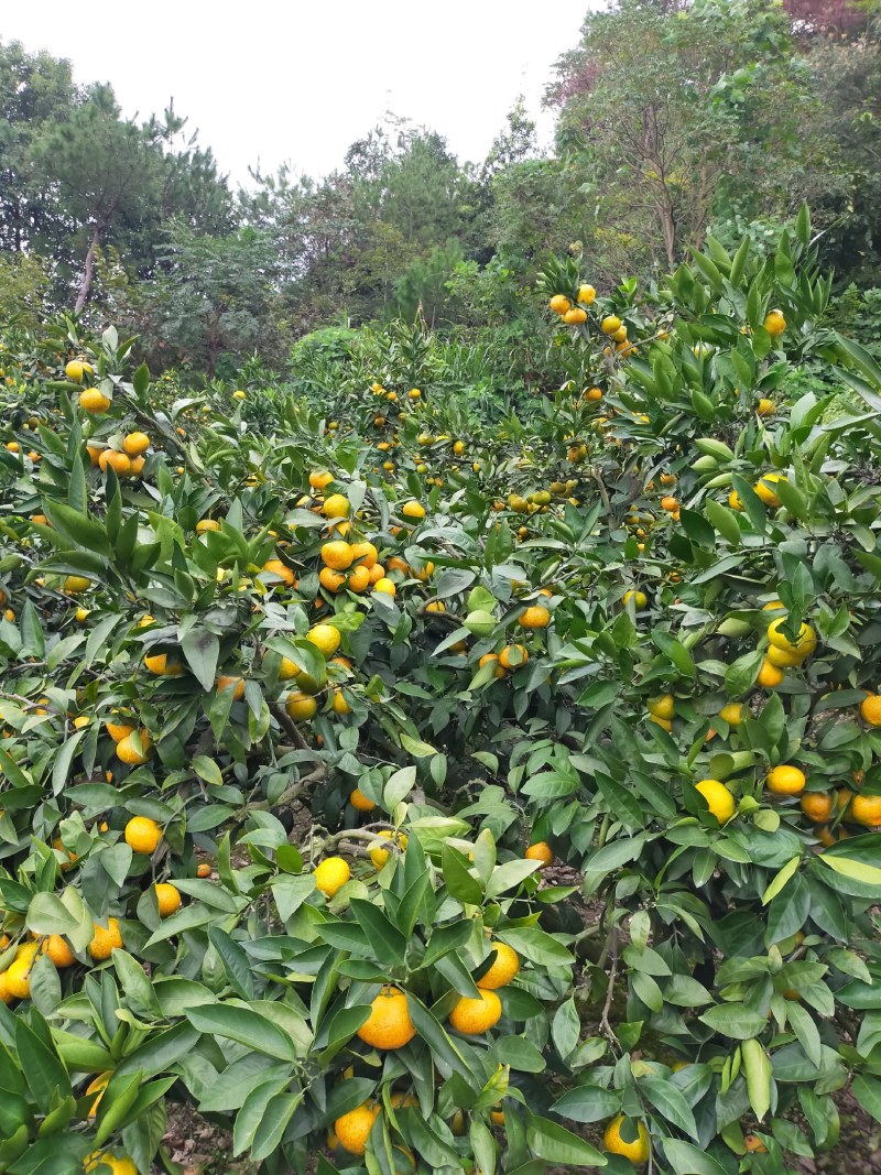 大丰小红橘少量上市，数量有限哦