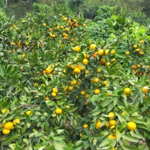 大丰小红橘少量上市，数量有限哦