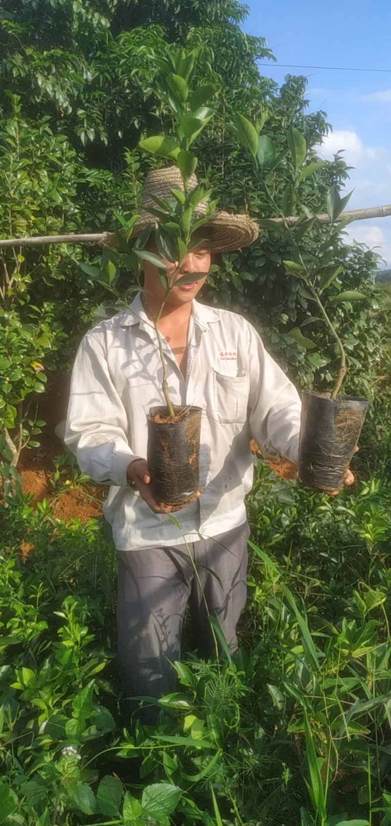 【有好货】阿尔及利亚夏橙苗/地苗/杯苗假一赔百