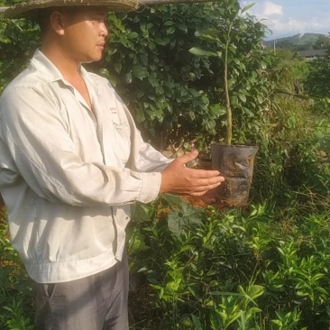 【有好货】阿尔及利亚夏橙苗/地苗/杯苗假一赔百