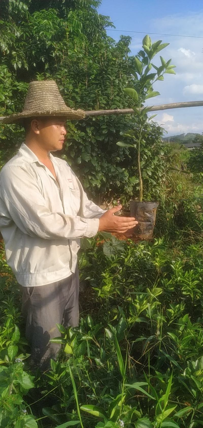 【有好货】阿尔及利亚夏橙苗/地苗/杯苗假一赔百