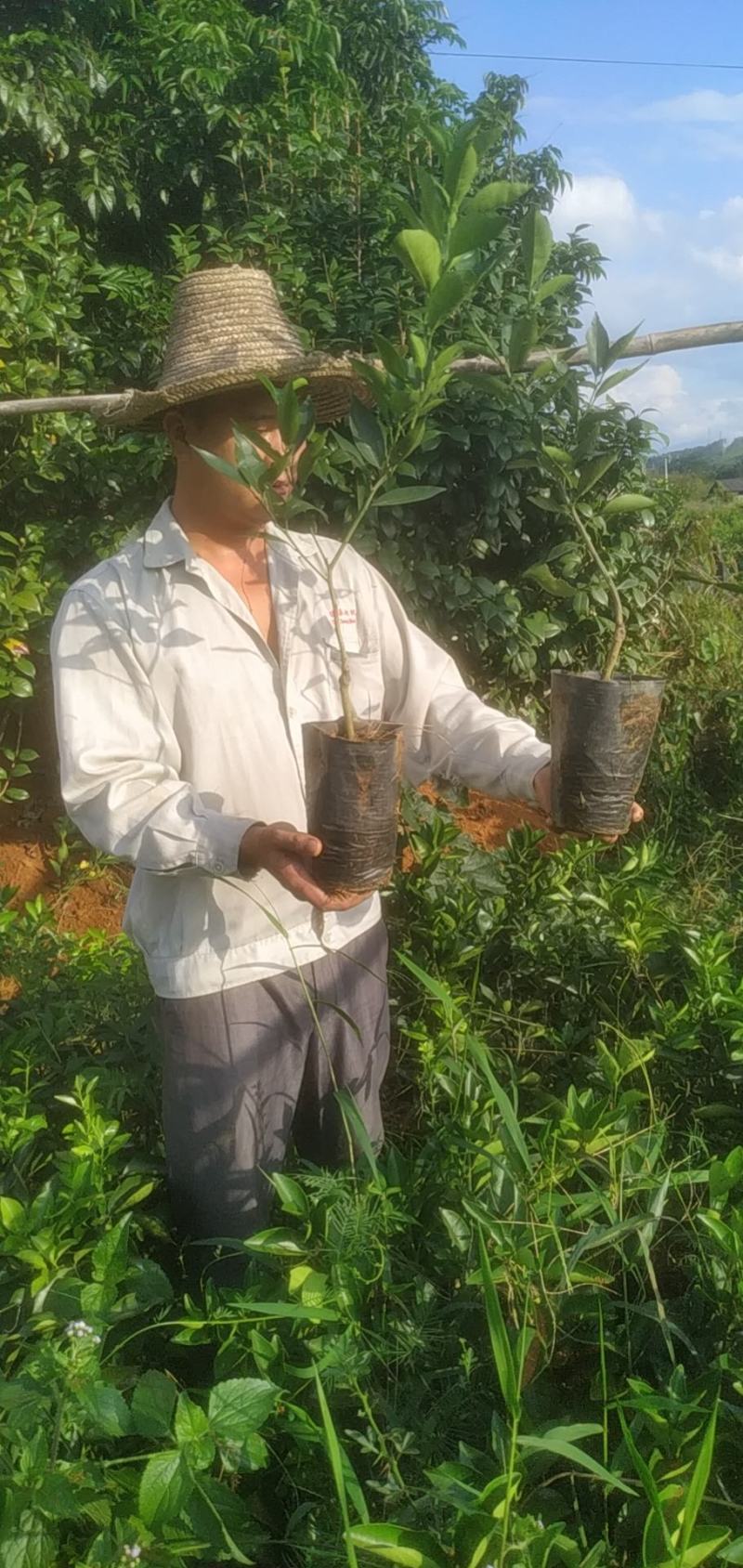 【有好货】阿尔及利亚夏橙苗/地苗/杯苗假一赔百