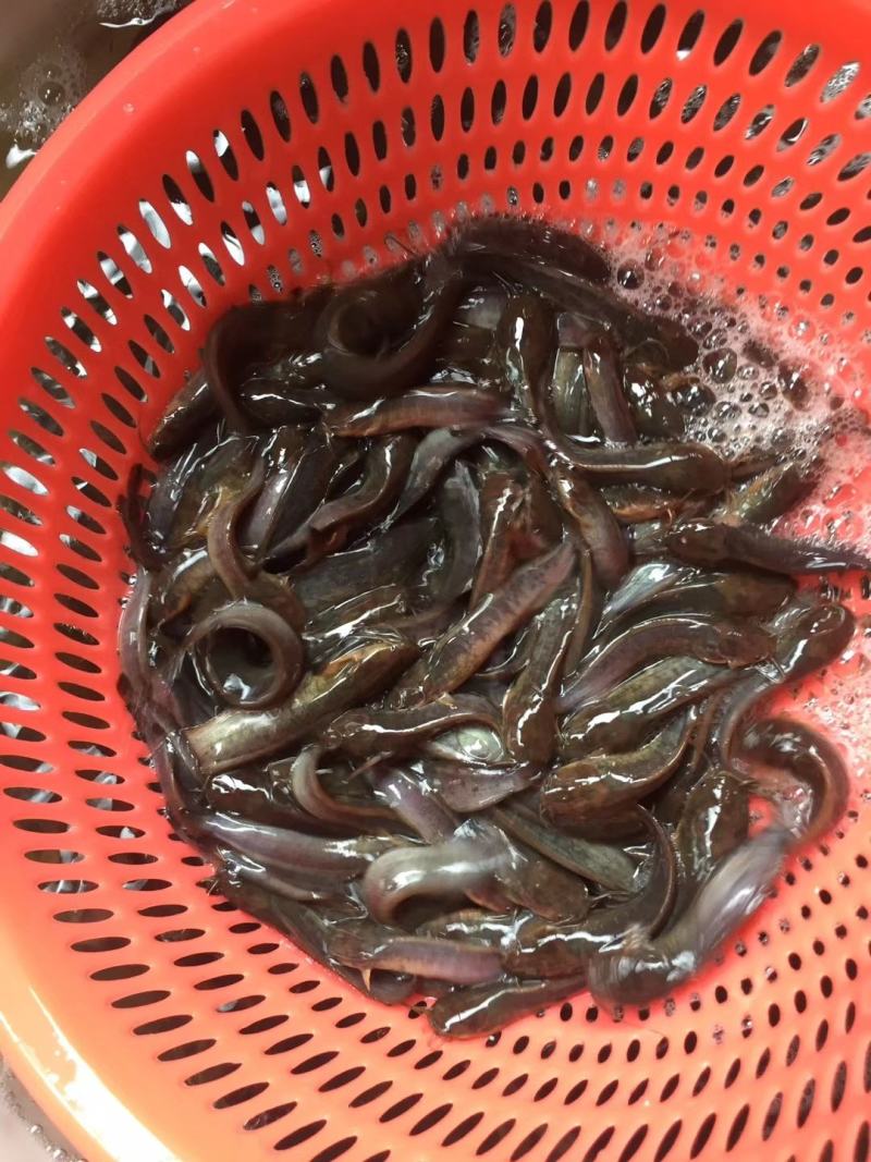 货源充足，长期供应，三黄，本地塘角鱼，老板喜欢的来电。。