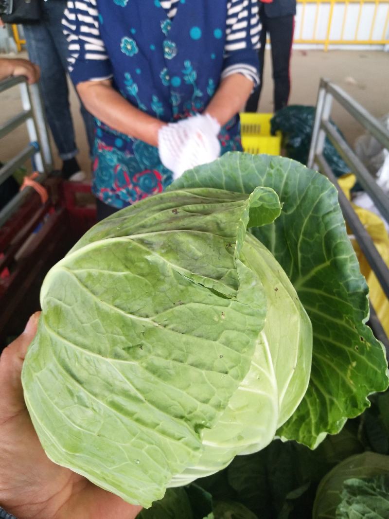 甘蓝类品质质好量大。精品货源，产地直供。
