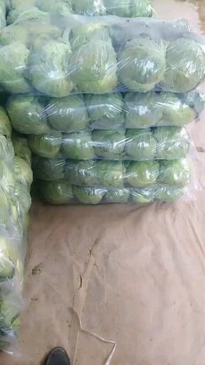 甘蓝类品质质好量大。精品货源，产地直供。