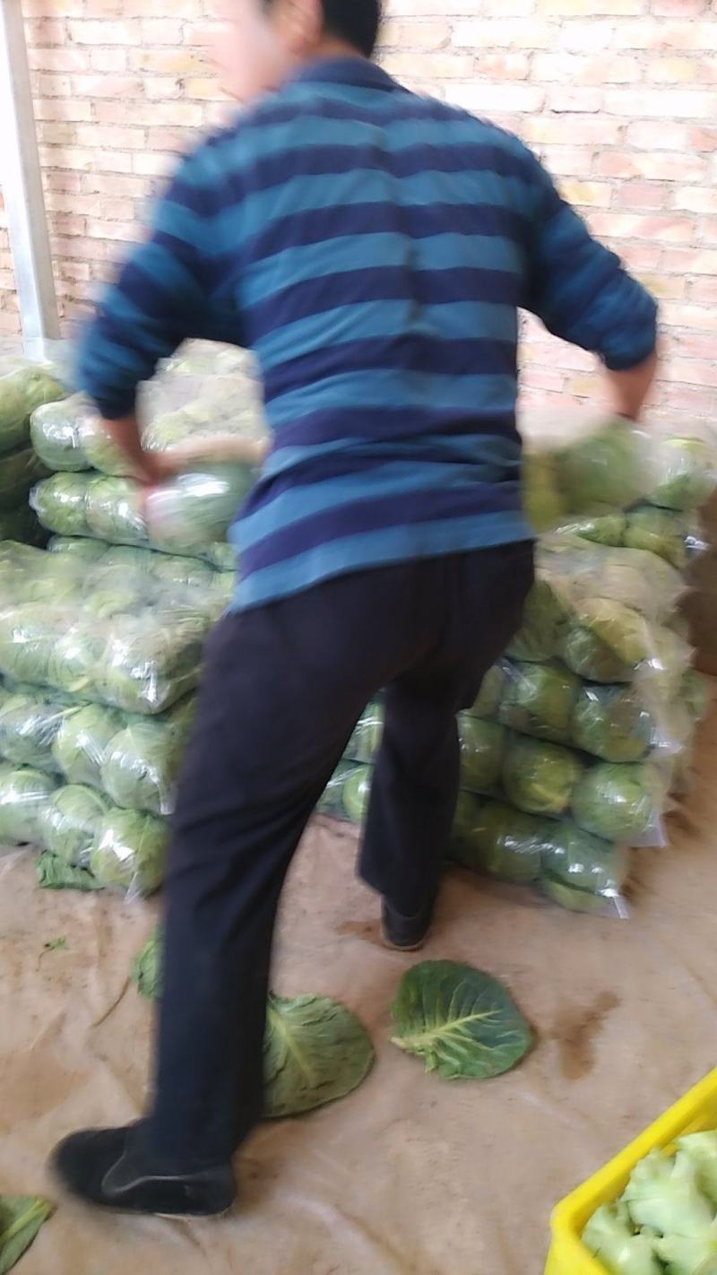 甘蓝类品质质好量大。精品货源，产地直供。