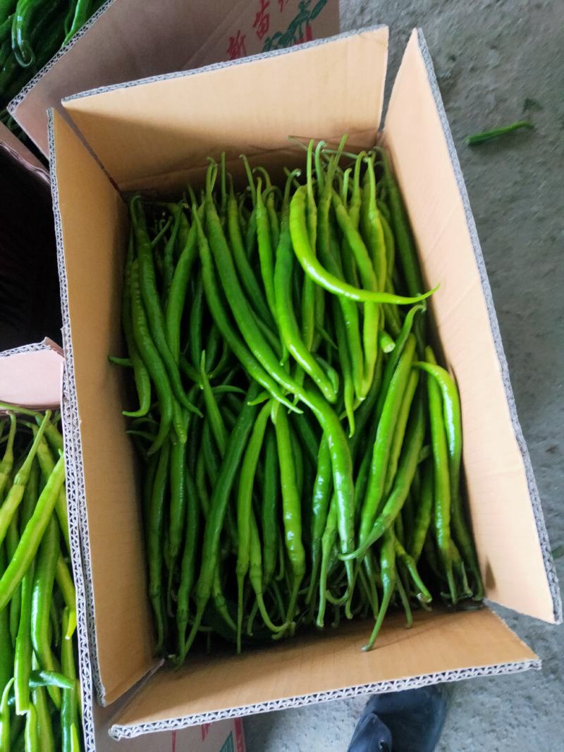 精品青线椒(中辣)开始上市，产地直供，全国代发，诚信经营