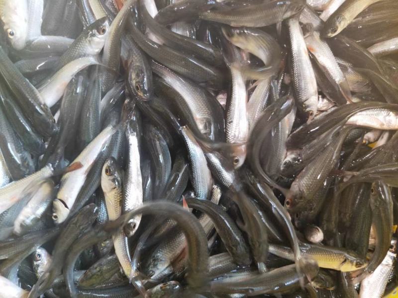 铒料鱼，野鲮鱼苗，粒鱼苗，水花苗，规格齐全，质量保证，