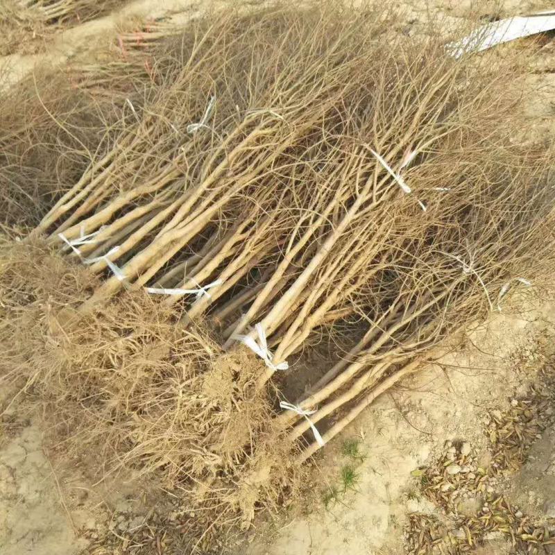 软籽石榴苗，包成活率，品质优，电话详谈，