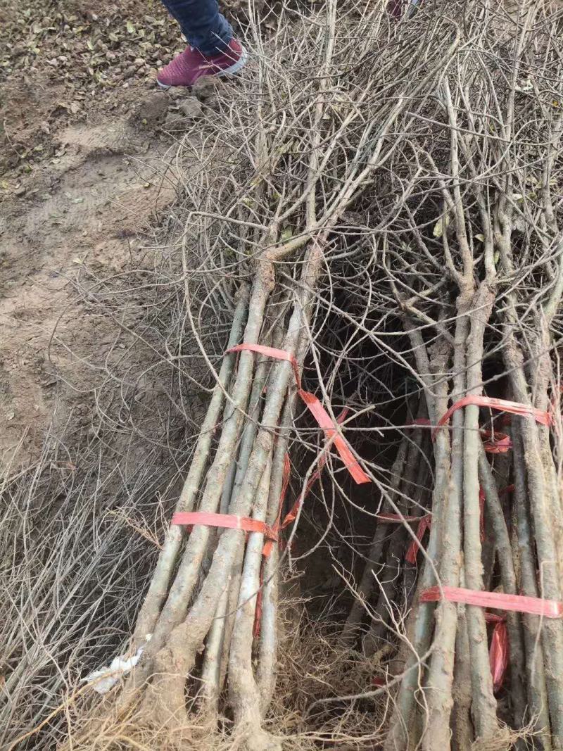 软籽石榴苗，包成活率，品质优，电话详谈，