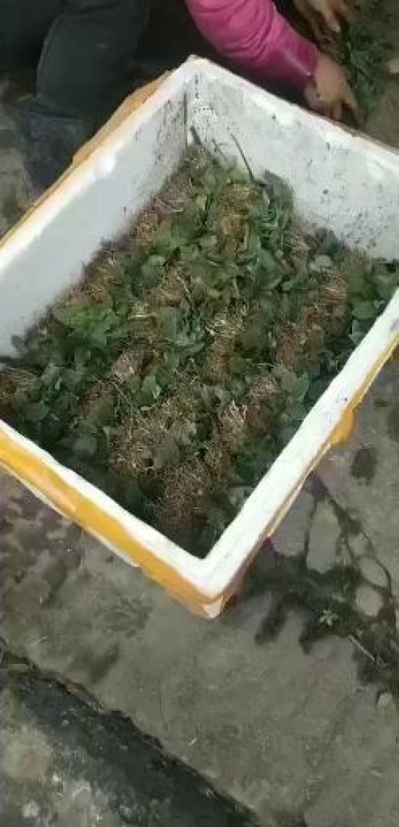 四川多花不倒苗多花黄精苗，欢迎选购。