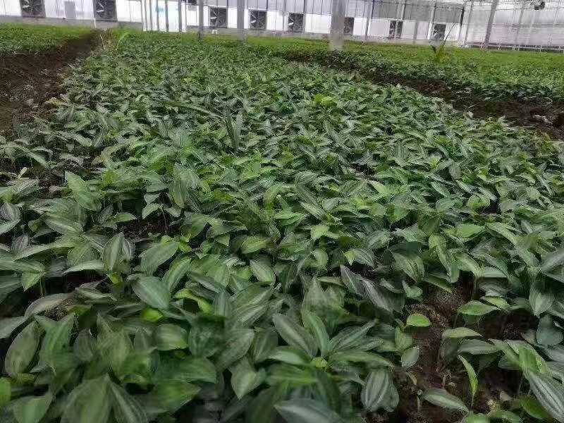 四川多花不倒苗多花黄精苗，欢迎选购。