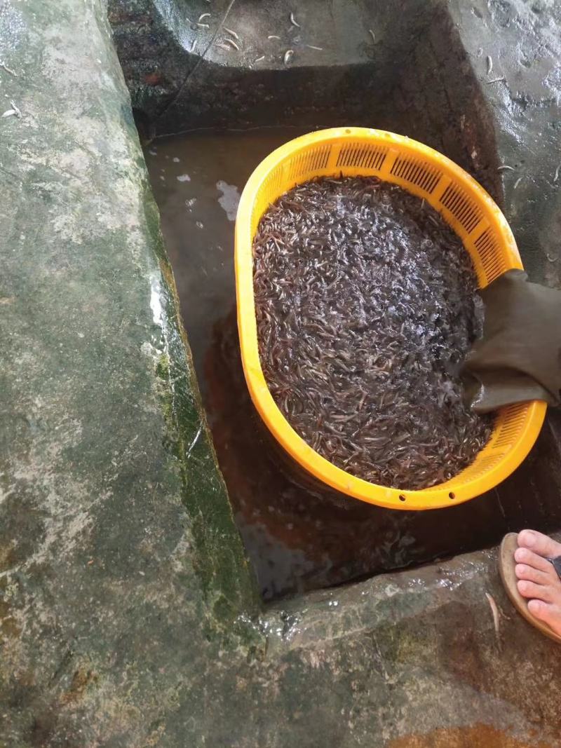场地直销供，台湾泥鳅鱼苗，各大养殖户，有想法的欢迎订购