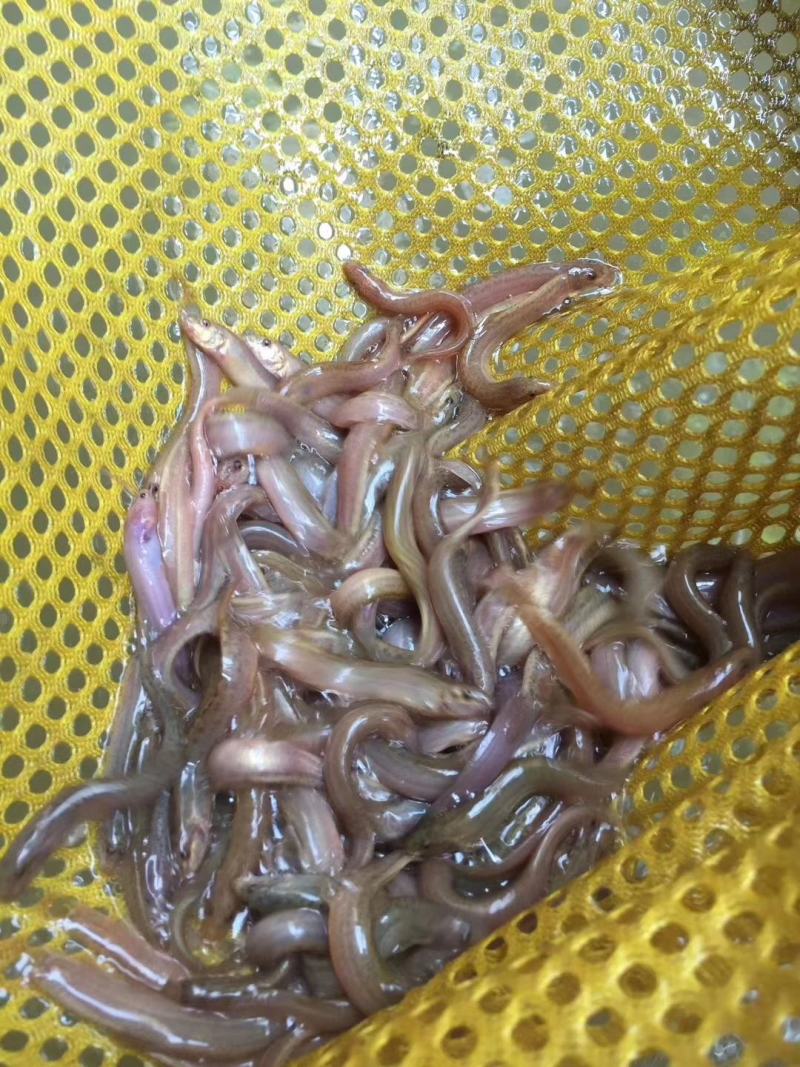 场地直销供，台湾泥鳅鱼苗，各大养殖户，有想法的欢迎订购