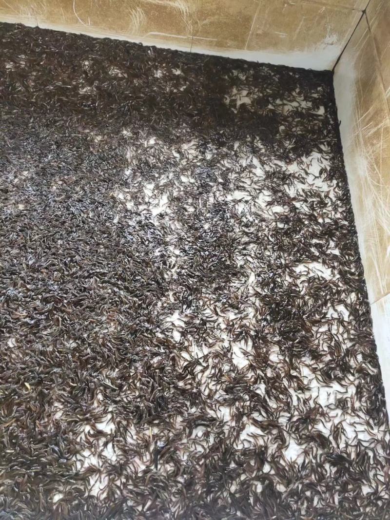场地直销供，台湾泥鳅鱼苗，各大养殖户，有想法的欢迎订购