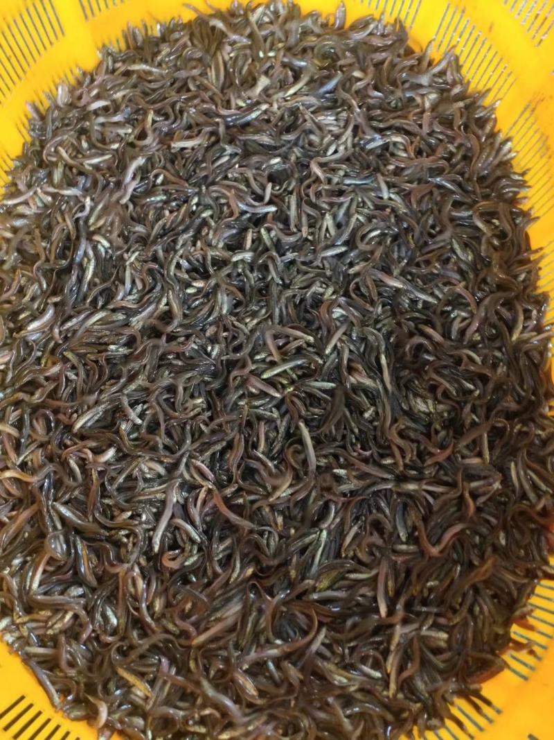 场地直销供，台湾泥鳅鱼苗，各大养殖户，有想法的欢迎订购