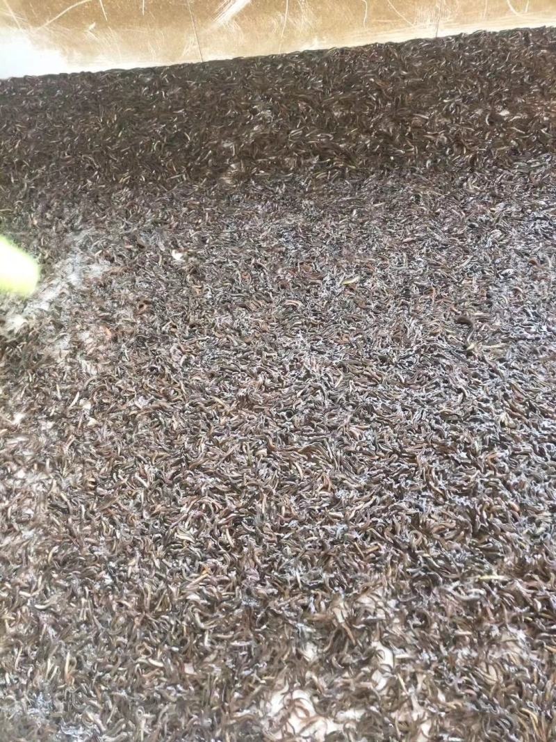 场地直销供，台湾泥鳅鱼苗，各大养殖户，有想法的欢迎订购