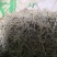 西河柳河北干货散装量大从优