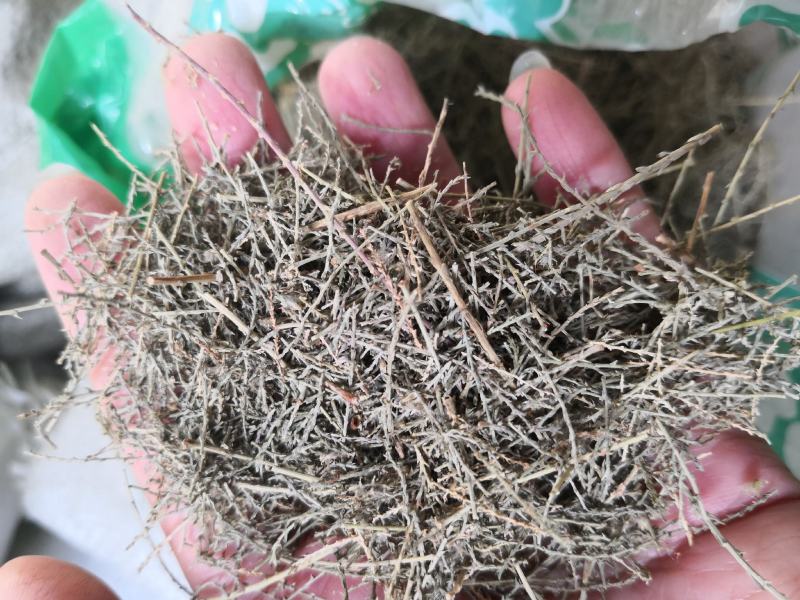 西河柳河北干货散装量大从优