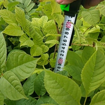 出售水曲柳苗一年苗木质化程度好，植株粗壮