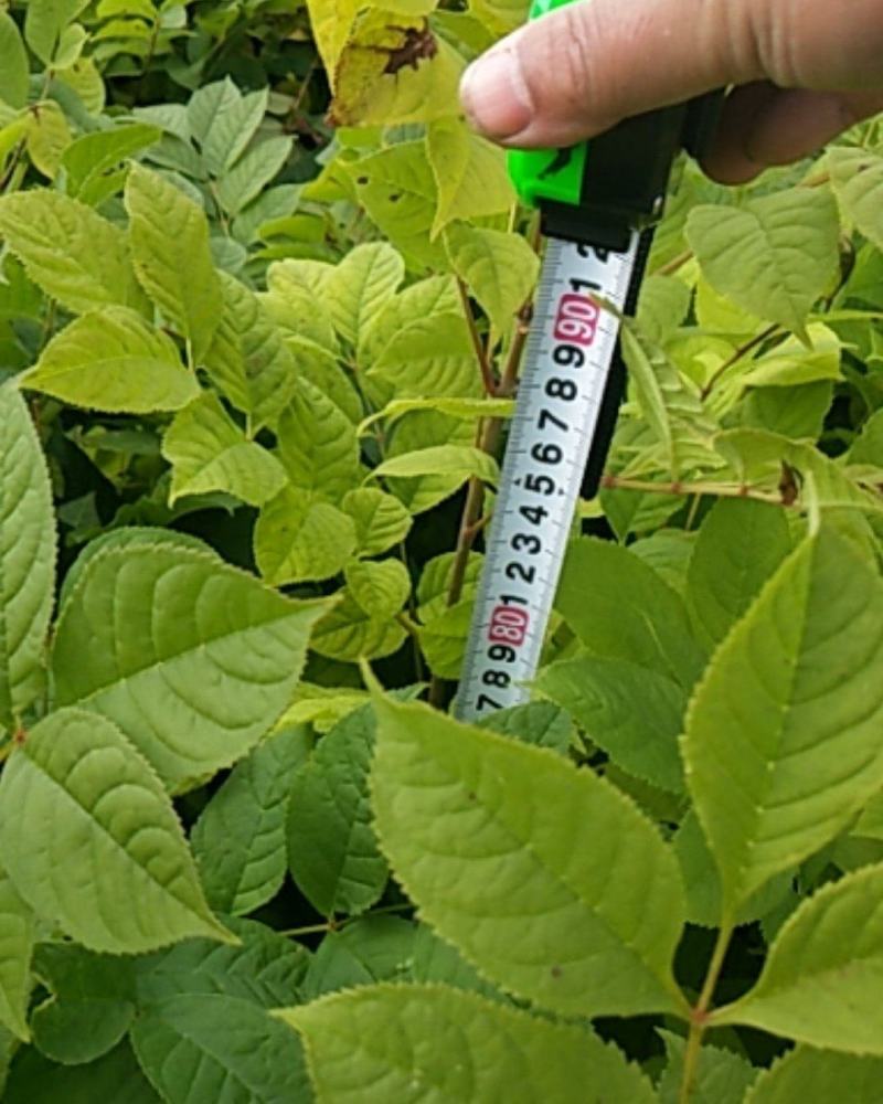 出售水曲柳苗一年苗木质化程度好，植株粗壮