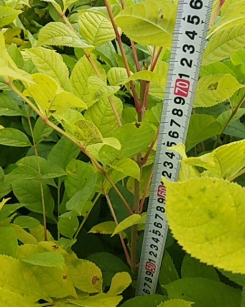 出售水曲柳苗一年苗木质化程度好，植株粗壮
