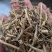 白前干货人工种植散装根2斤起包邮