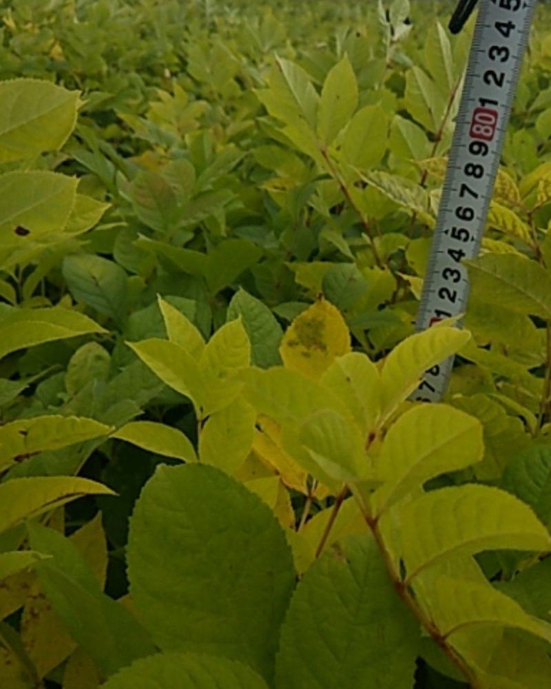 出售水曲柳苗一年苗木质化程度好，植株粗壮