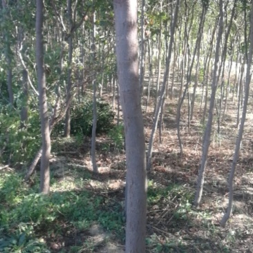 6-10厘米栾树200棵