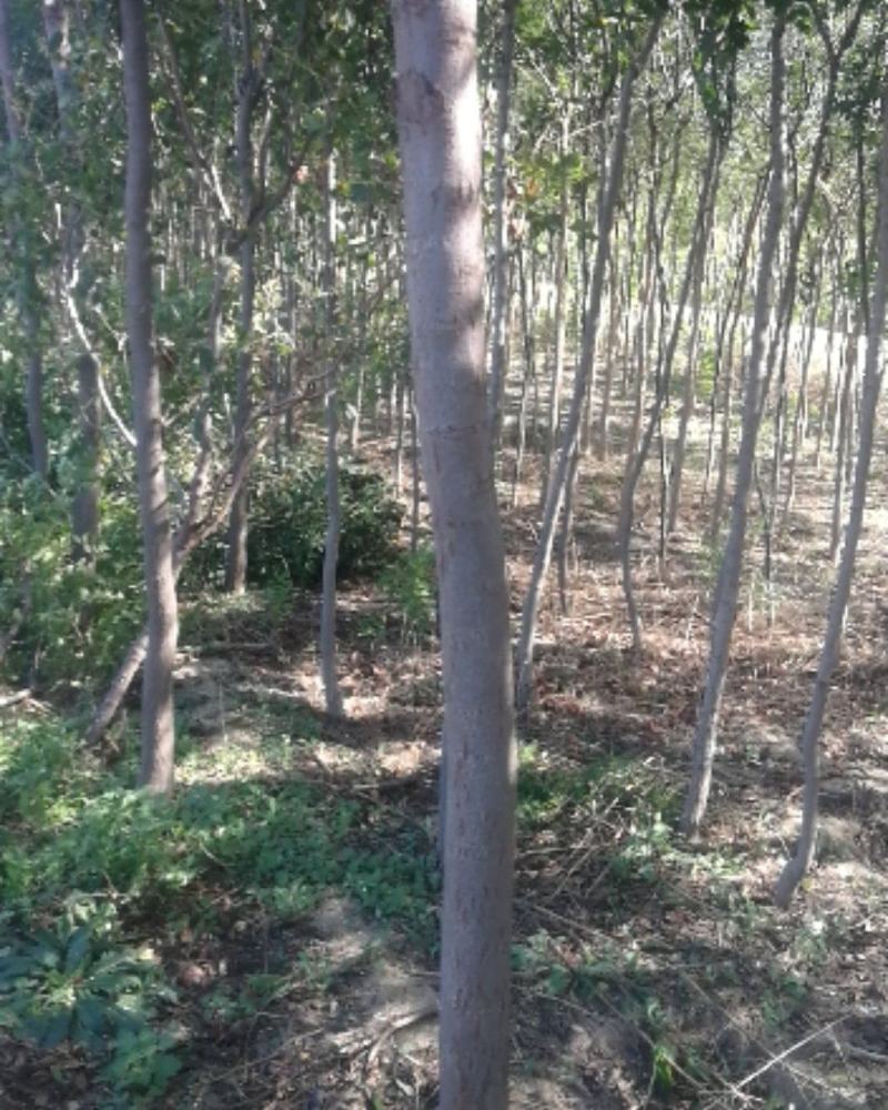 6-10厘米栾树200棵
