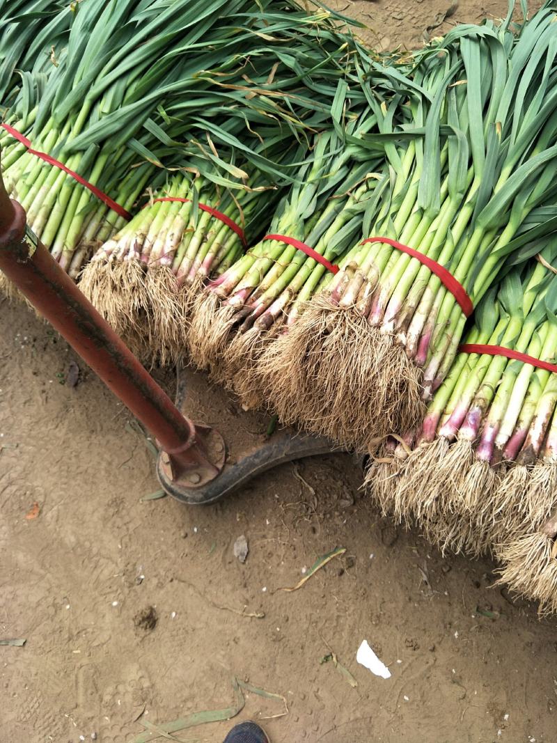 精品红根蒜苗，货源持续年底不断货，相中上车，诚信代办，