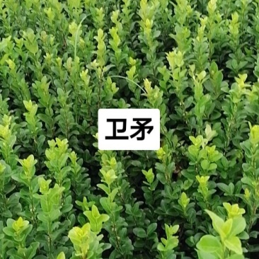 卫矛五十到六十高一手货源