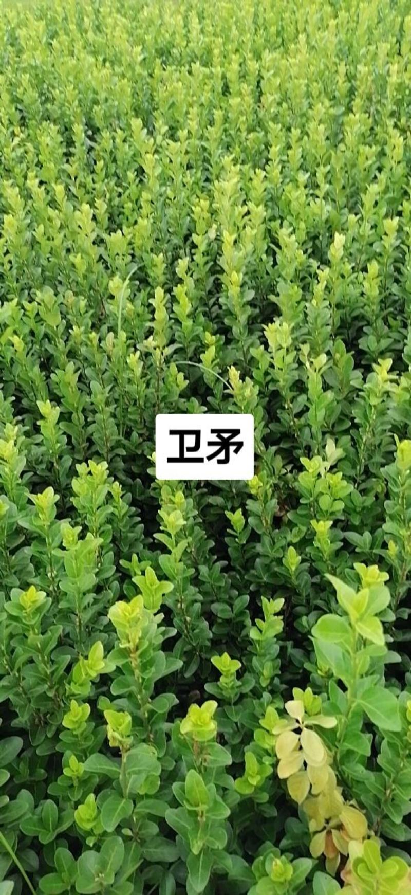 卫矛五十到六十高一手货源
