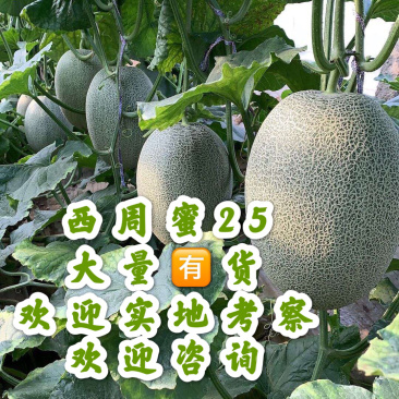 小蜜甜瓜🍈糖度高，批发零售，商超大量供应