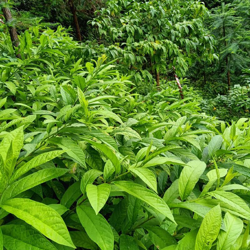 黄花倒水莲种苗，各种规格都有，量大长期供货