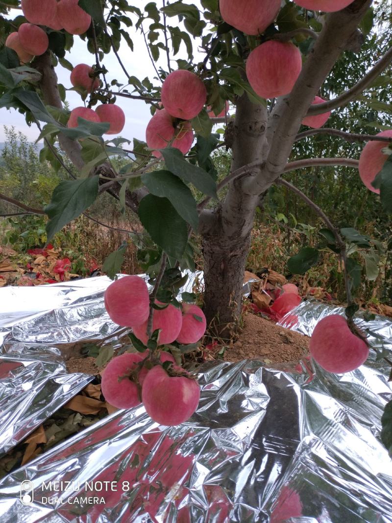 又甜又脆的大红苹果，有买的联系