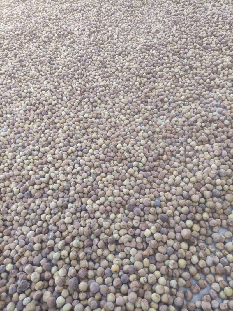 大量批发混等成品原产地野生榛子一手货源香脆可口老少皆宜