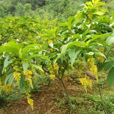 黄花倒水莲成年树，各种规格都有，根系发达