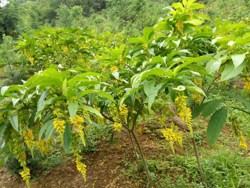 黄花倒水莲成年树，各种规格都有，根系发达