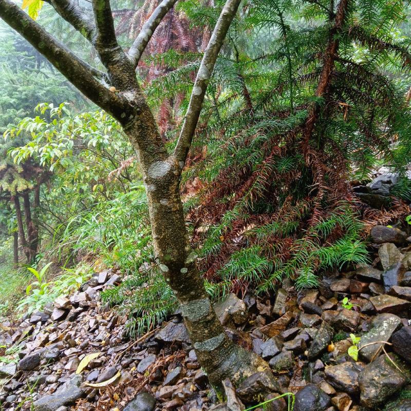 黄花倒水莲成年树，各种规格都有，根系发达