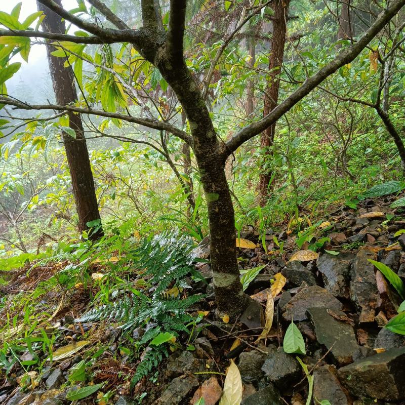 黄花倒水莲成年树，各种规格都有，根系发达