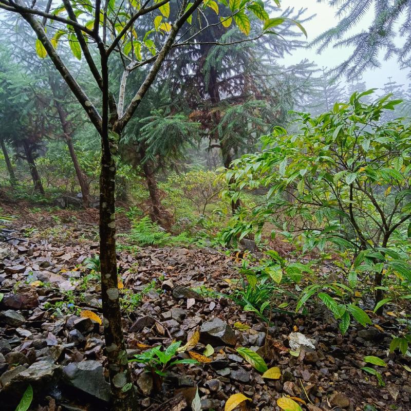 黄花倒水莲成年树，各种规格都有，根系发达