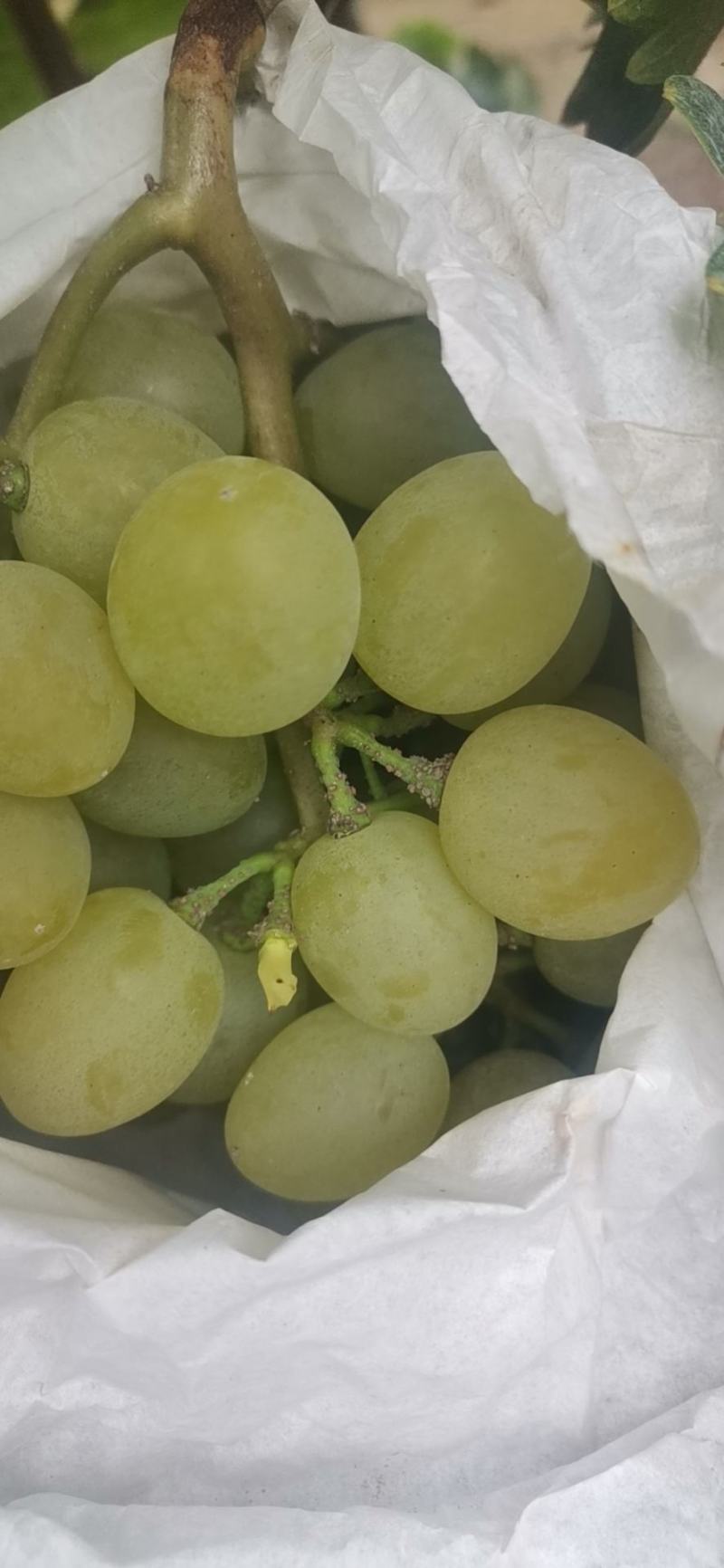 平度青提泽山一号葡萄白玫瑰葡萄大量上市