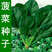 四季大叶菠菜种子蔬菜秋冬季籽种阳台籽耐热菜种盆栽菠菜籽