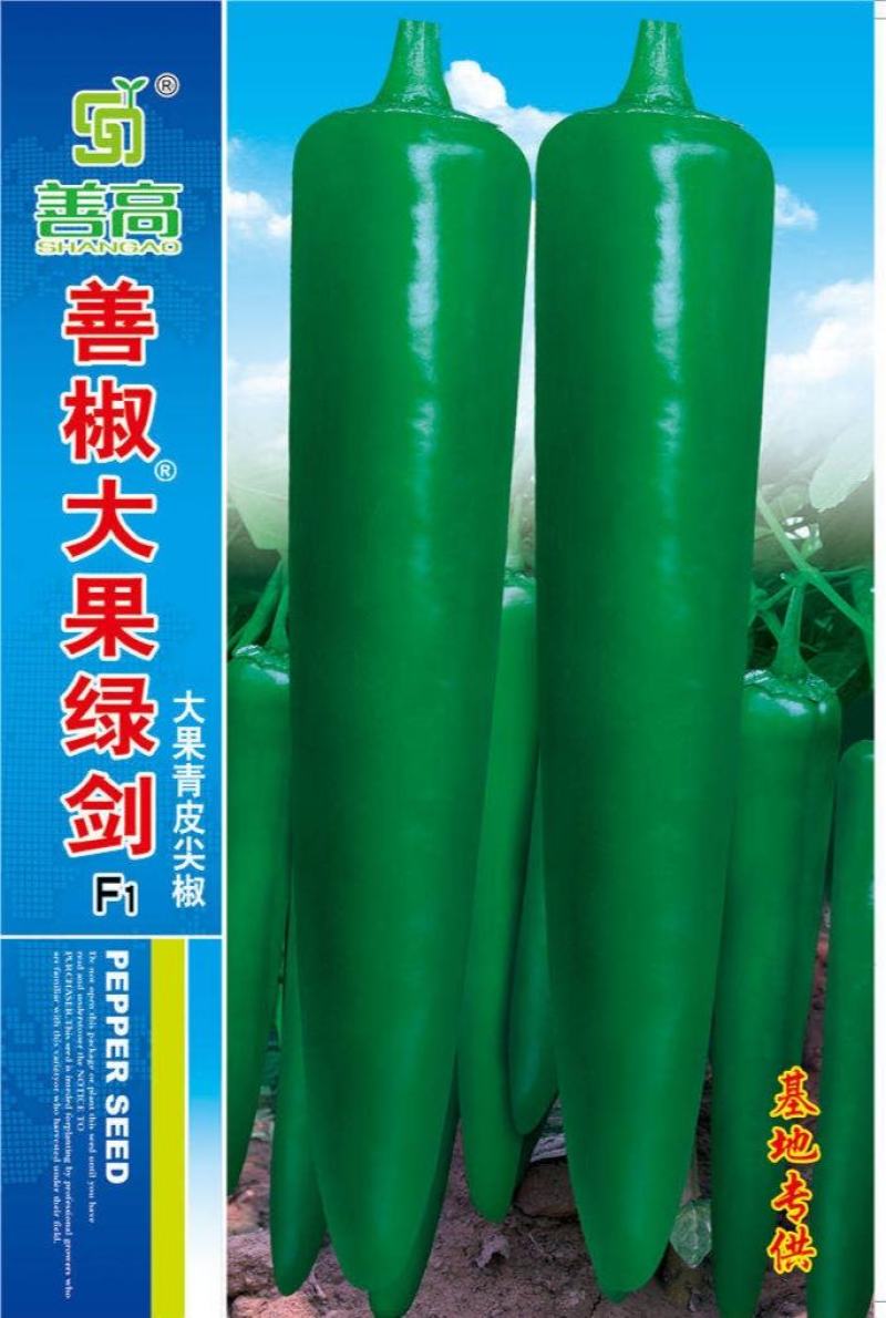 【善椒大果绿剑】杂交辣椒种子早中熟青皮尖椒高产抗病大棚露