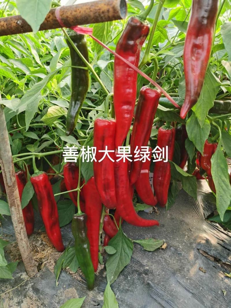 【善椒大果绿剑】杂交辣椒种子早中熟青皮尖椒高产抗病大棚露