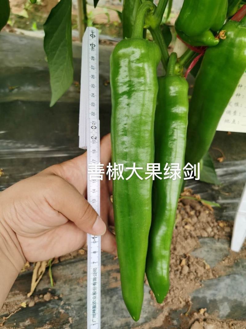 【善椒大果绿剑】杂交辣椒种子早中熟青皮尖椒高产抗病大棚露