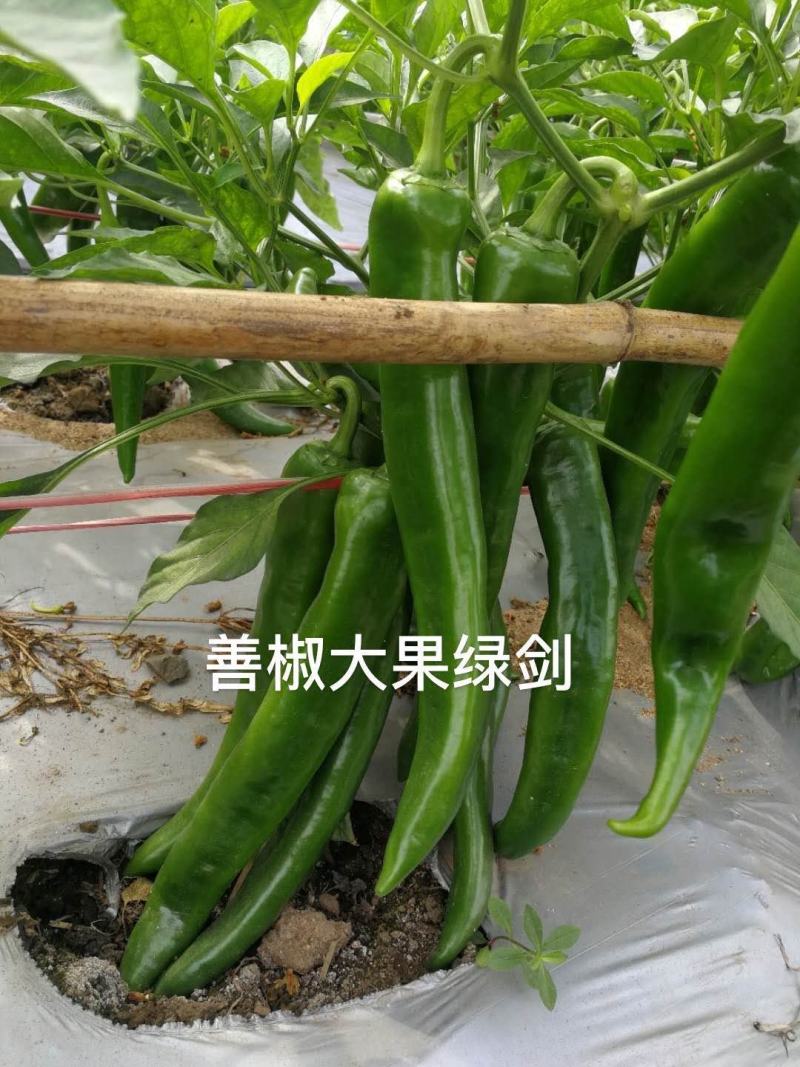 【善椒大果绿剑】杂交辣椒种子早中熟青皮尖椒高产抗病大棚露