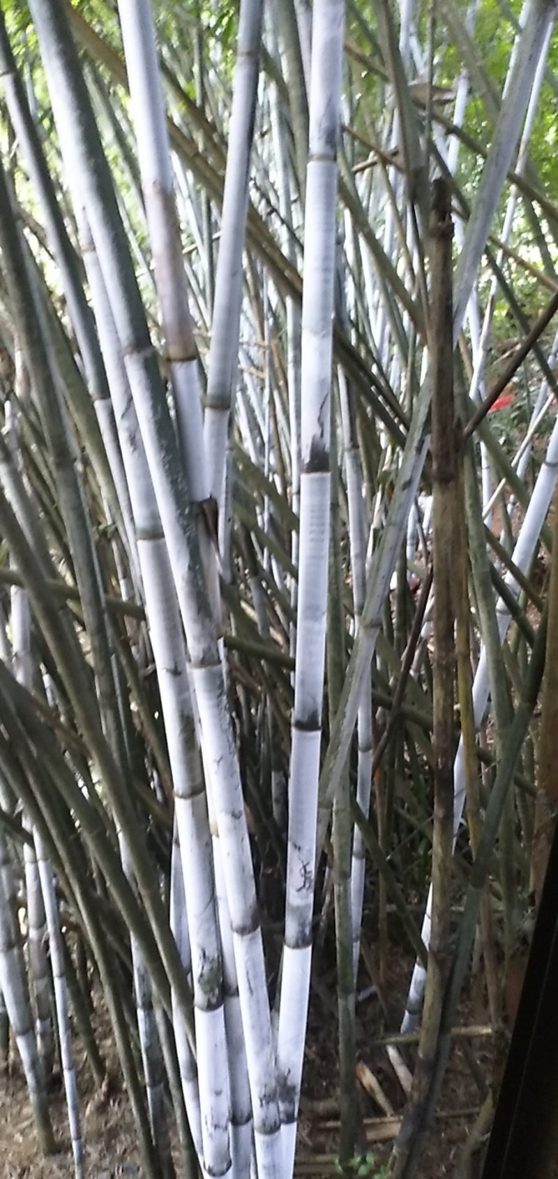 广西灵山粉单竹成高竹，爬山竹，楠竹，长期有货。长期有货