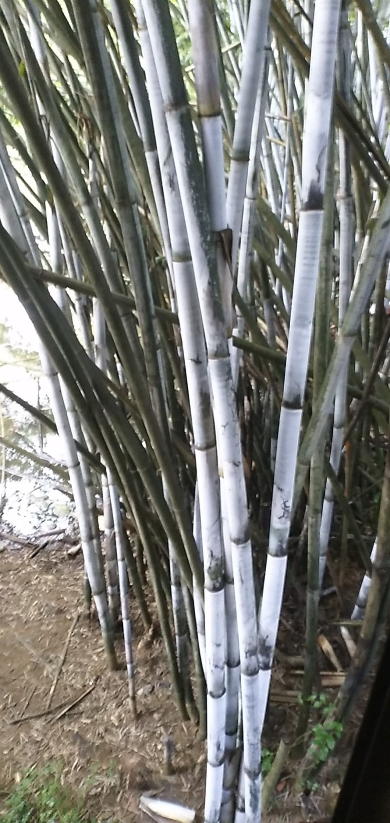 广西灵山粉单竹成高竹，爬山竹，楠竹，长期有货。长期有货